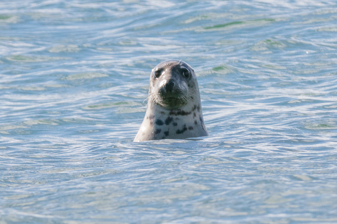 Ireland Sep 2015 (23)